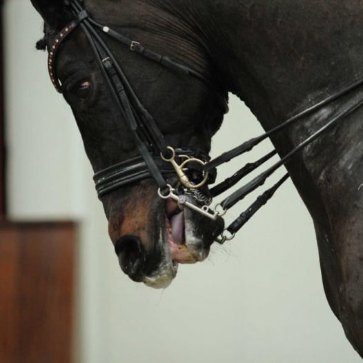 Empregador indenizará adestrador de cavalos que fraturou perna com coice de égua